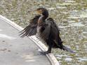 Phalacrocorax carbo (Great Cormorant).jpg